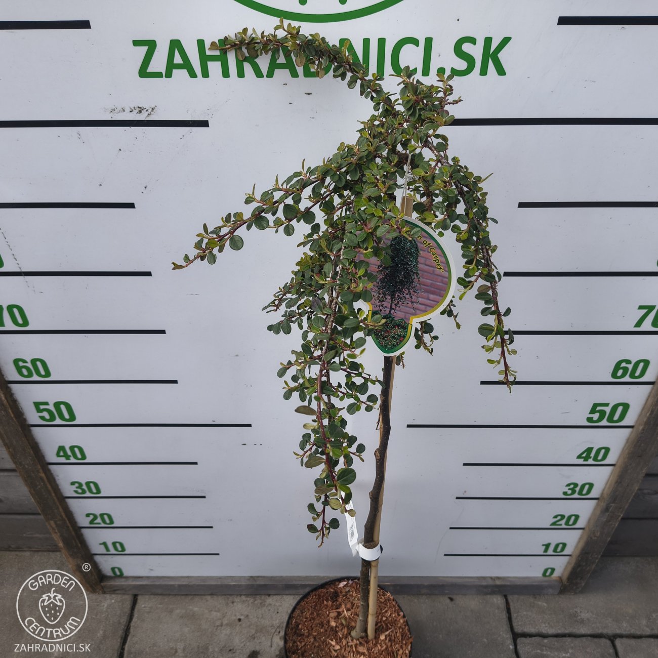 Obrázok Skalník drobnolistý (Cotoneaster procumbens) ´QUEEN OF CARPET´ - výška 90-100 cm, kont. C5L - NA KMIENKU
